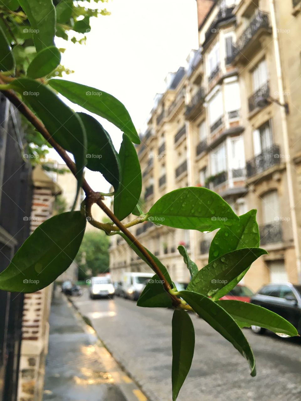 Greenery in urban Paris, the most beautiful city in the world 