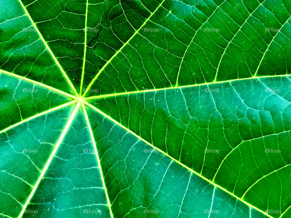 A close up of a leaf!