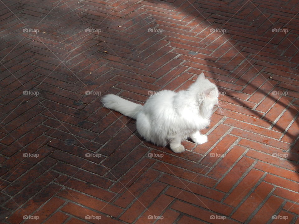 The fluffiest white cat in all of Granada, Spain