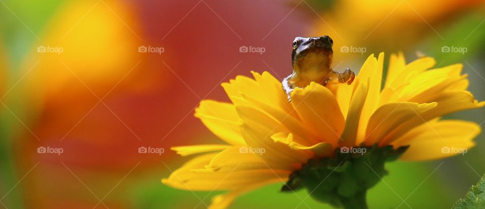 Flower loving Frog