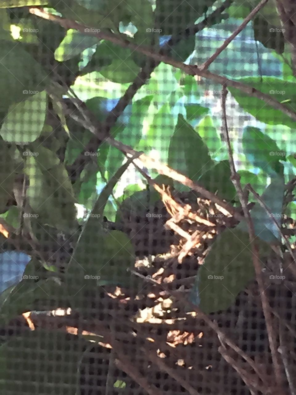 A birds nest in a bush right outside my screen porch showing texture of the screen.