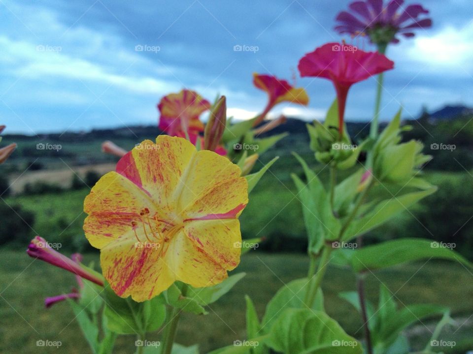 Blossom at sunset . Blossom e flowers near evening