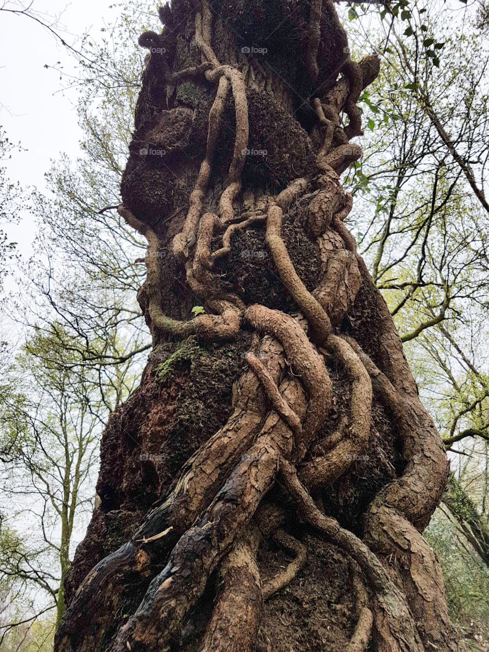 Tree veins