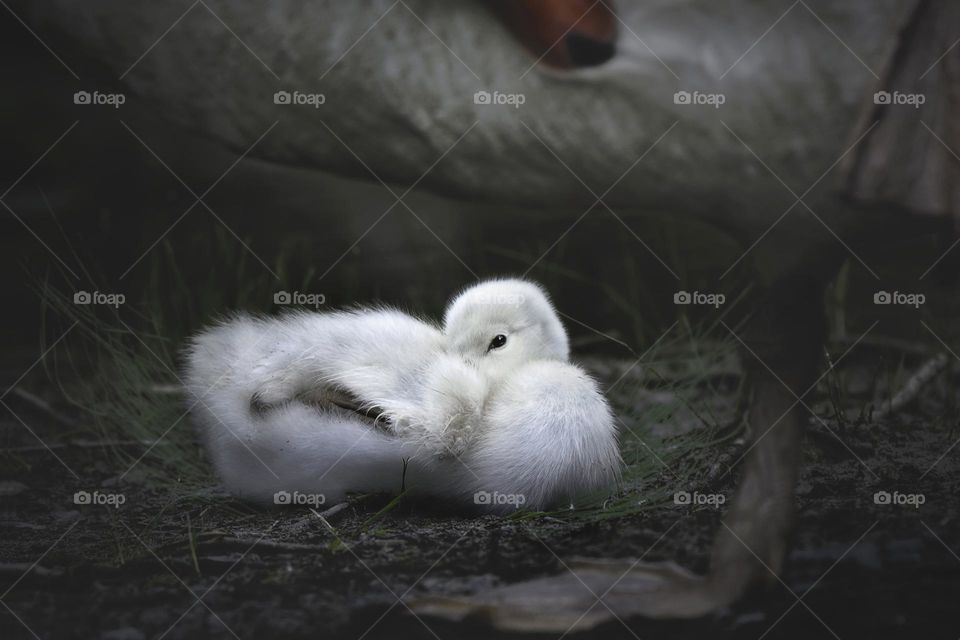 Baby Cygnet