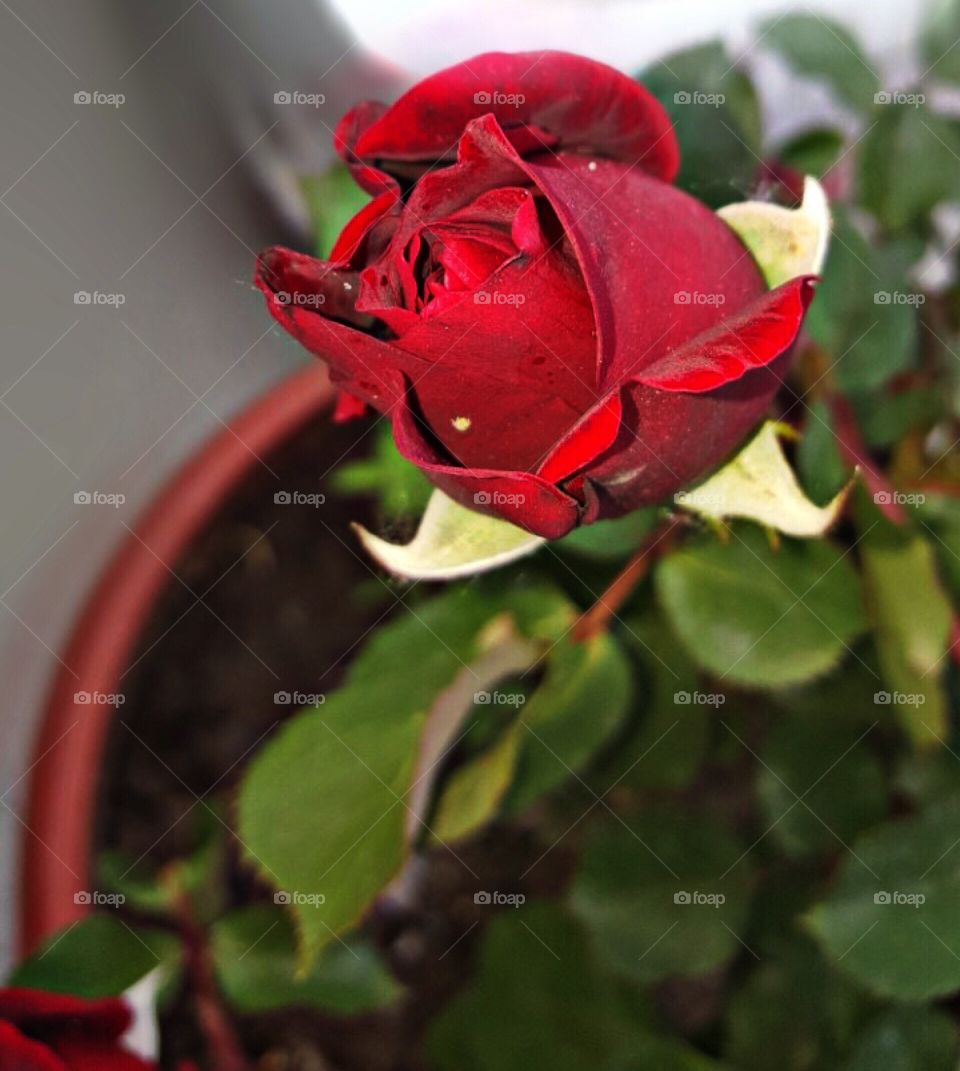 Red Rose