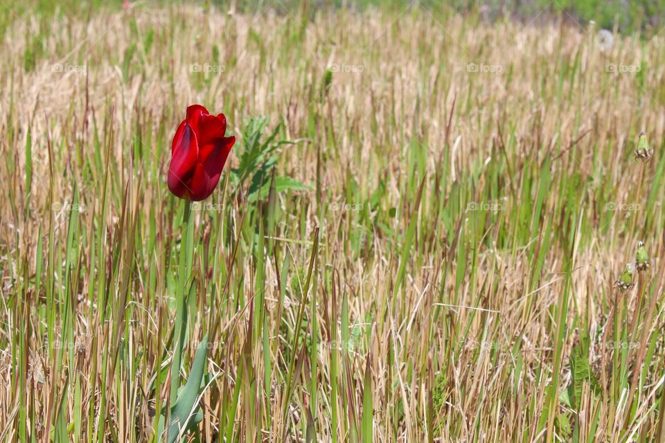 Tranquility scene.  Beautiful lonely red tulip in the meadow.  Spring sunny day