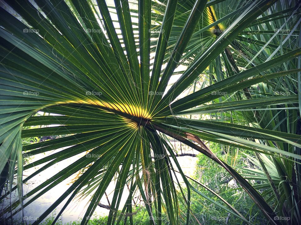 Exotic green palm frond against a white background.