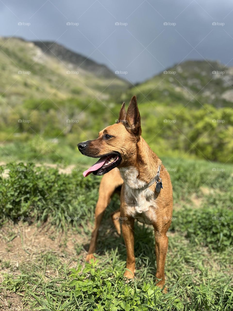 Beautiful springtime hikes with my best friend with thunderstorms in the distance 