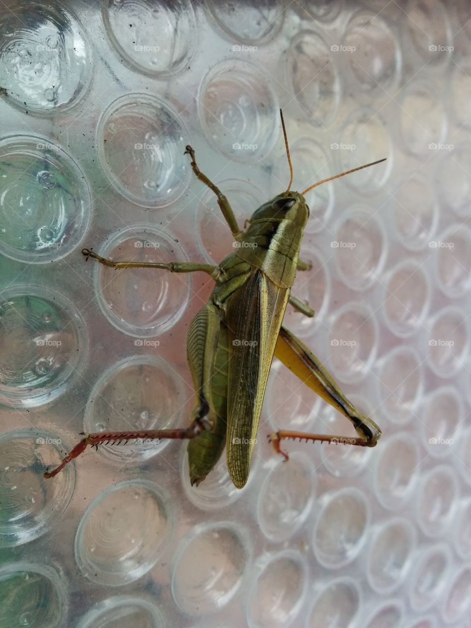 Giant grasshopper close up