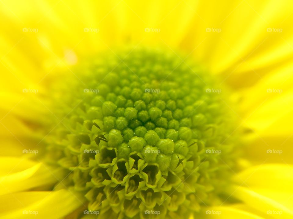 Middle of a yellow daisy