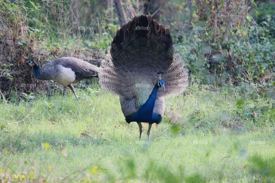 Peacock is so beautiful bird 
