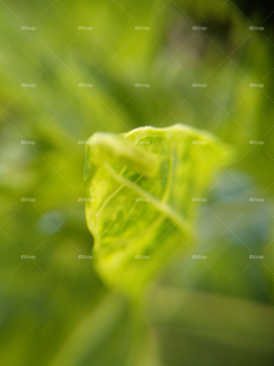 leaf in closeup