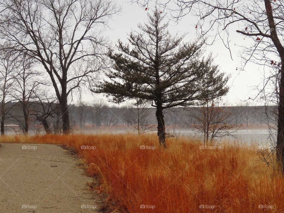 Stunning Color rich grasses due to rain and fog. "Can Not Fake These Colors".