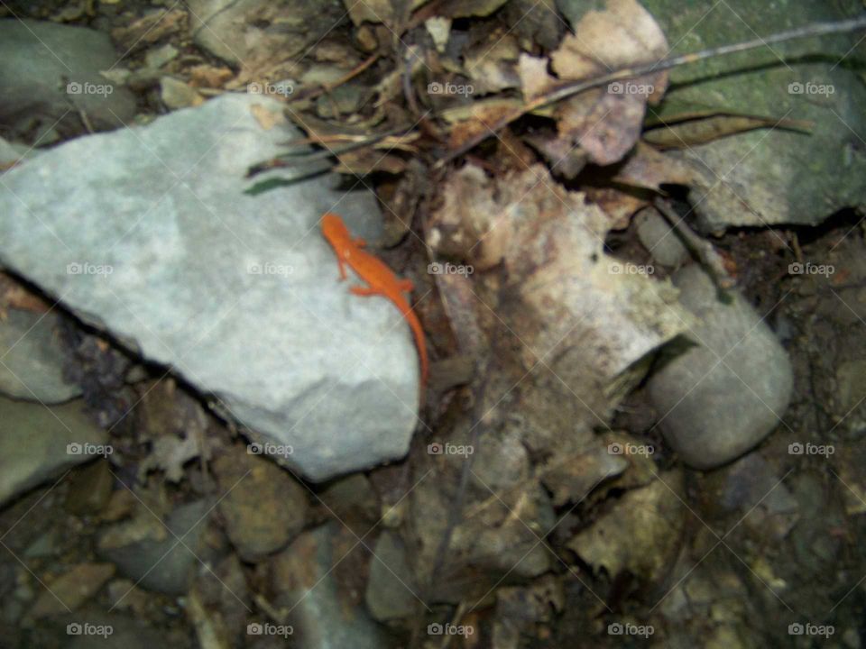 Orange lizard