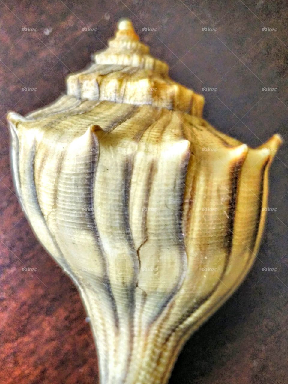 Shell