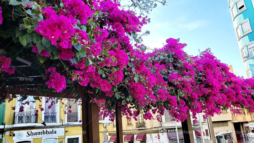 Bautiful blooming flowers in Alicante Spain