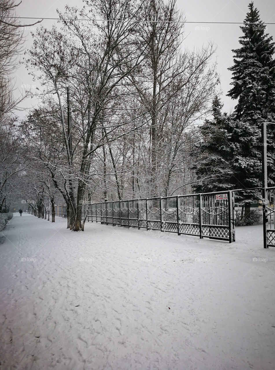 Monochrome winter. White Street under the snow and dark trees.