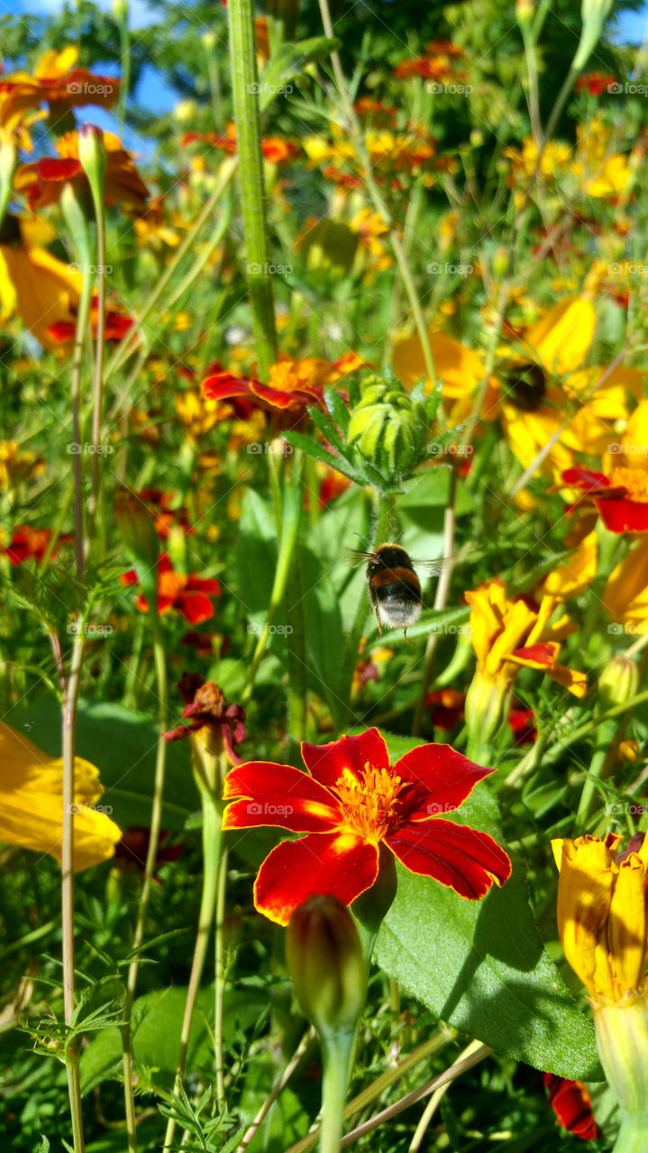 Bumblebee flying