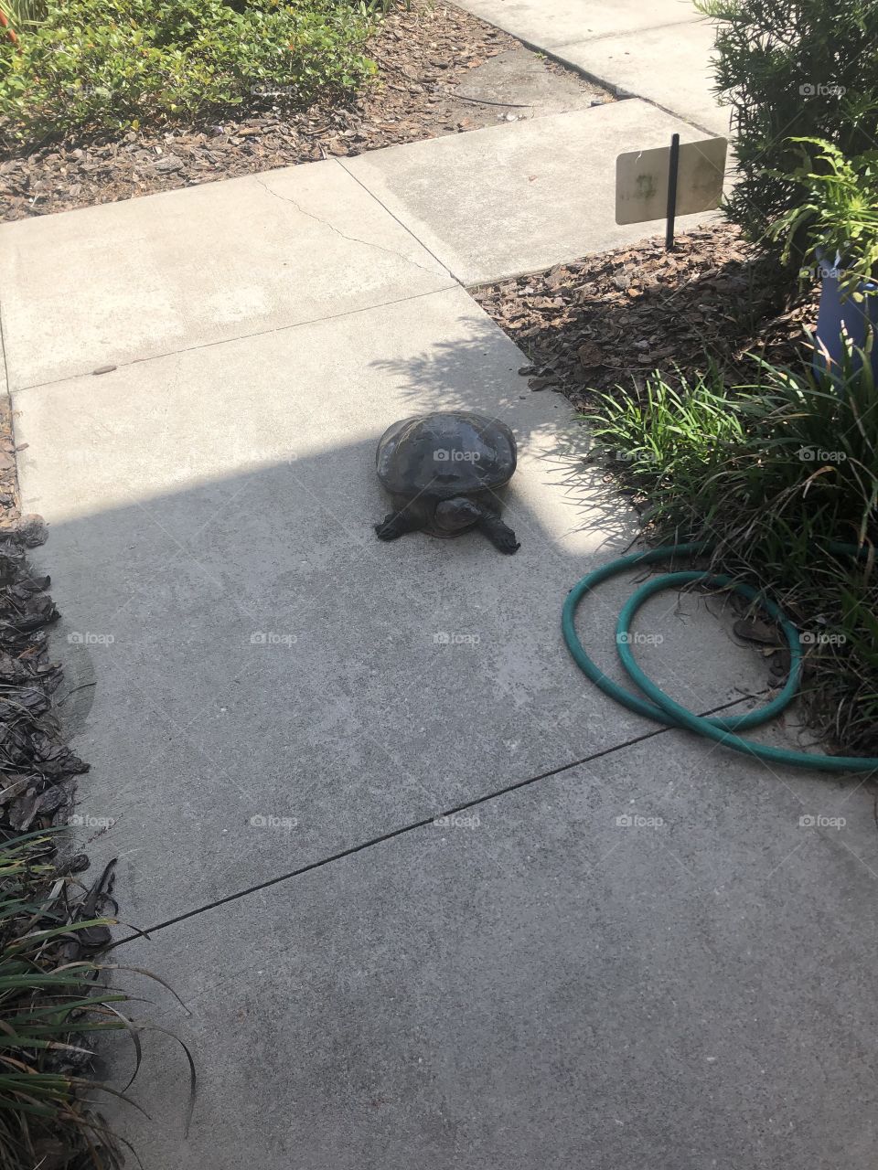 Turtle looking for shade