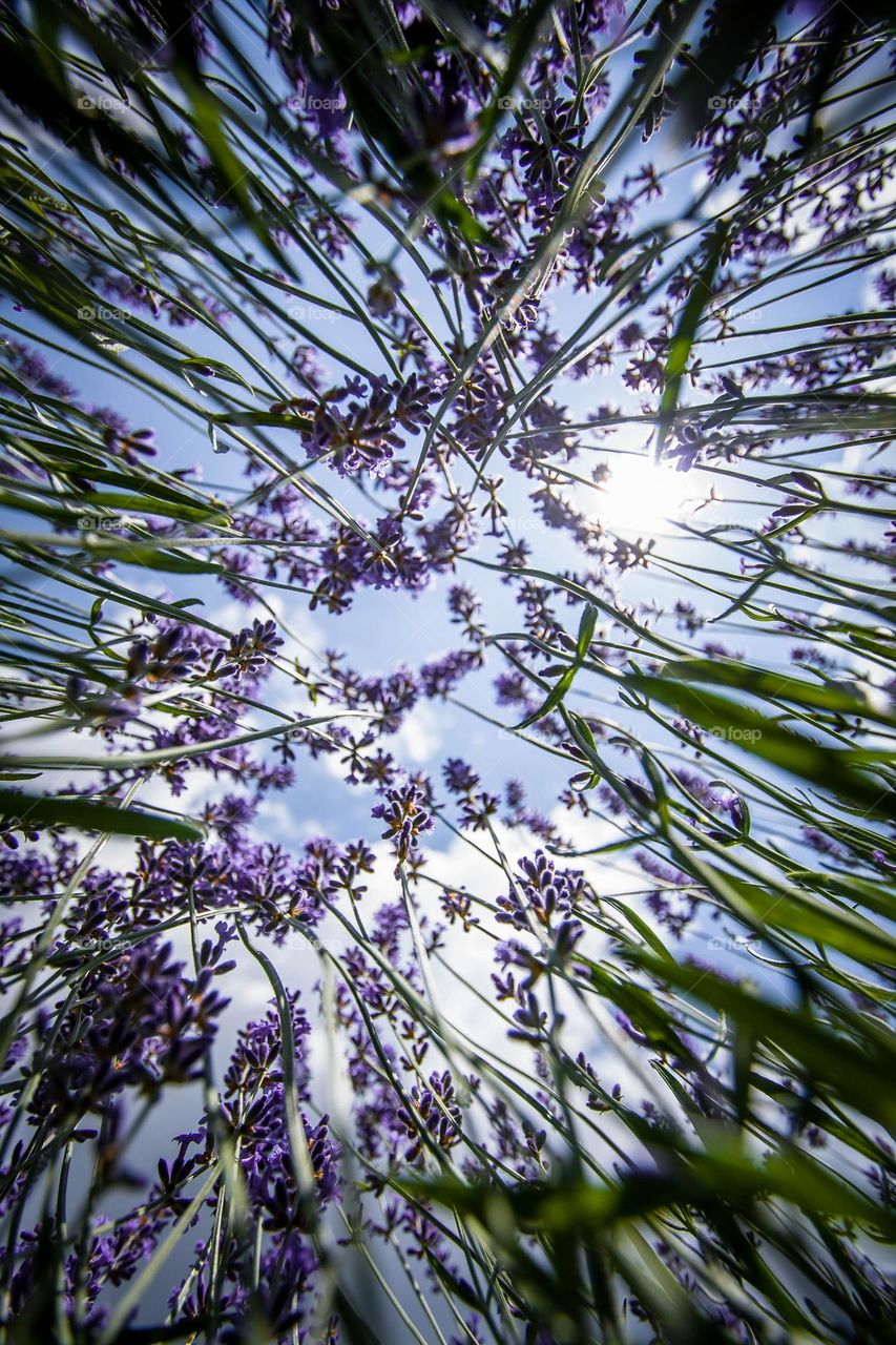 Looking to the sky through a lavender field