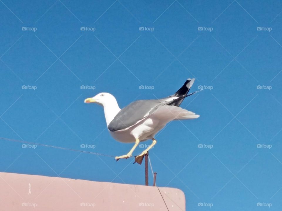 Beautiful seagull