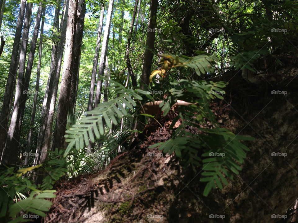 Wood, Rainforest, Fern, Tree, Leaf