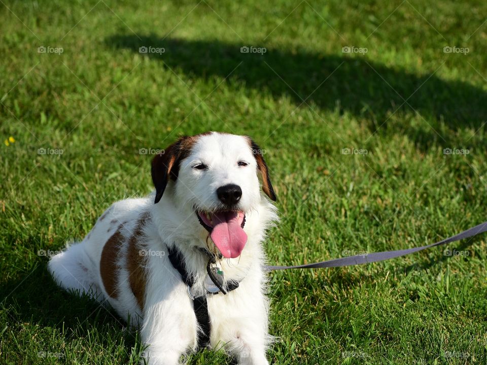 Cute dog enjoying summer afternoon in nature park 
