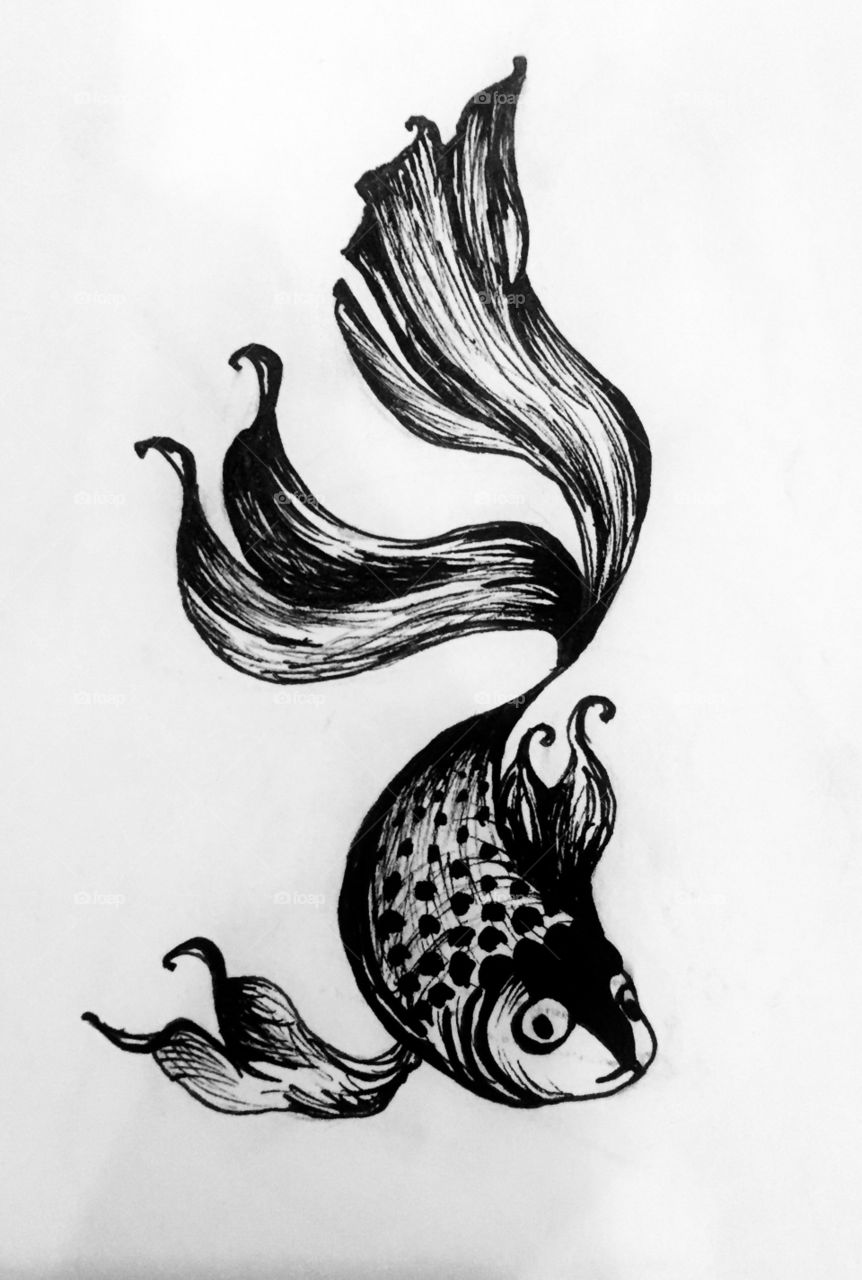 Coi fish drawing