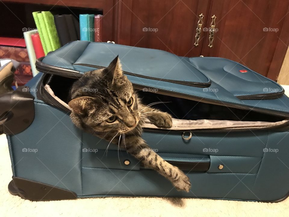 Cat in the suitcase 
