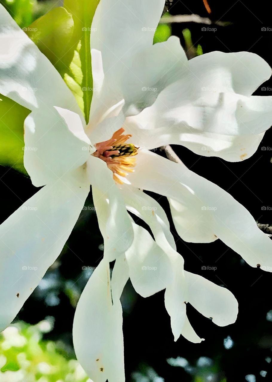 Star magnolia