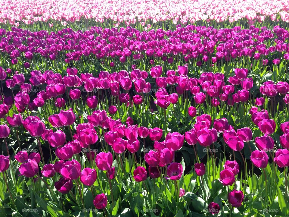 Purple tulips