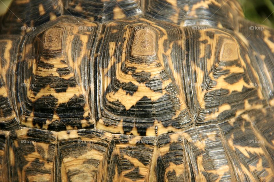 Rectangles are found all around us, as found in this picture of the shell of a tortoise 
