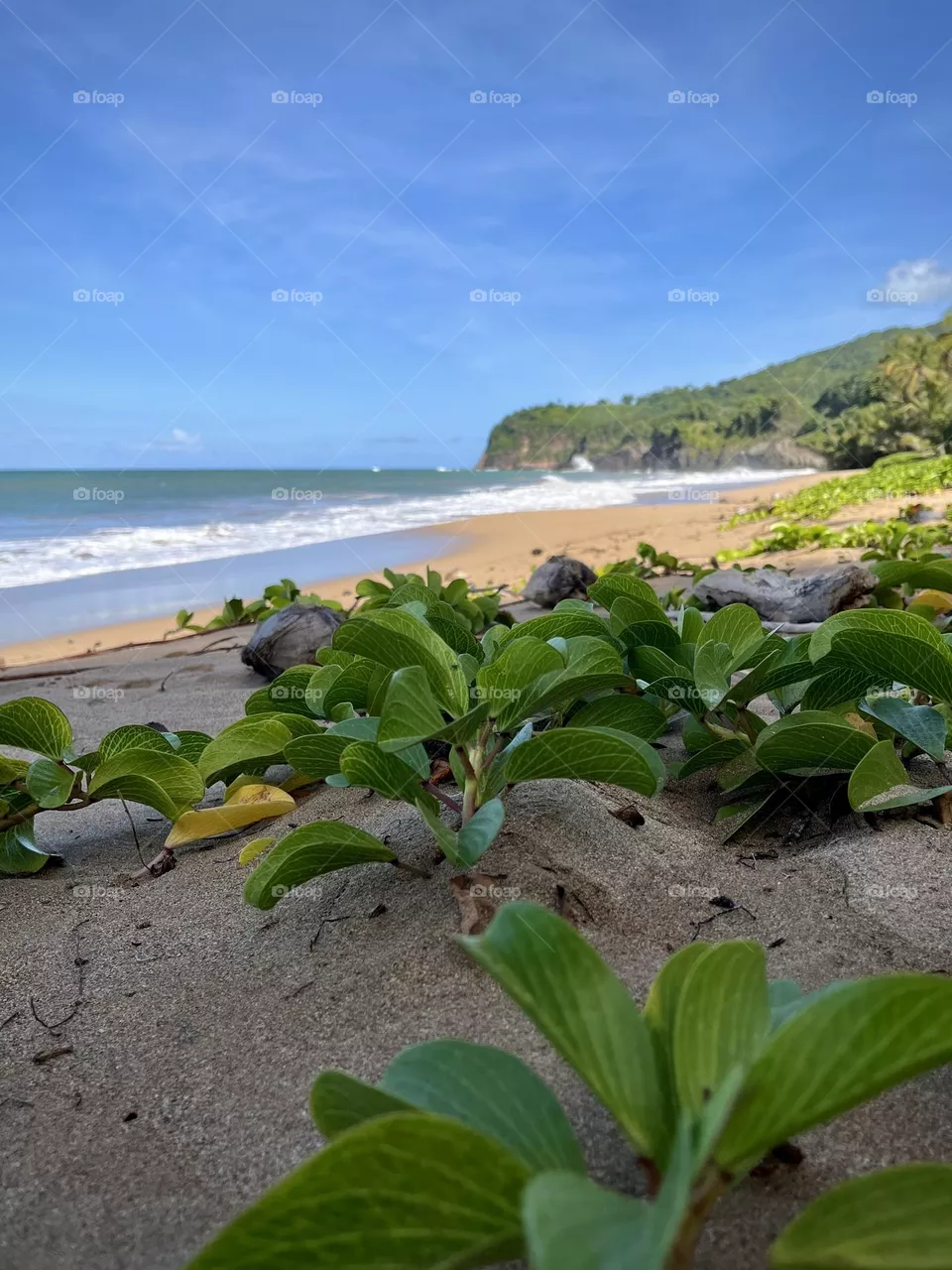 Wild Caribbean beach 