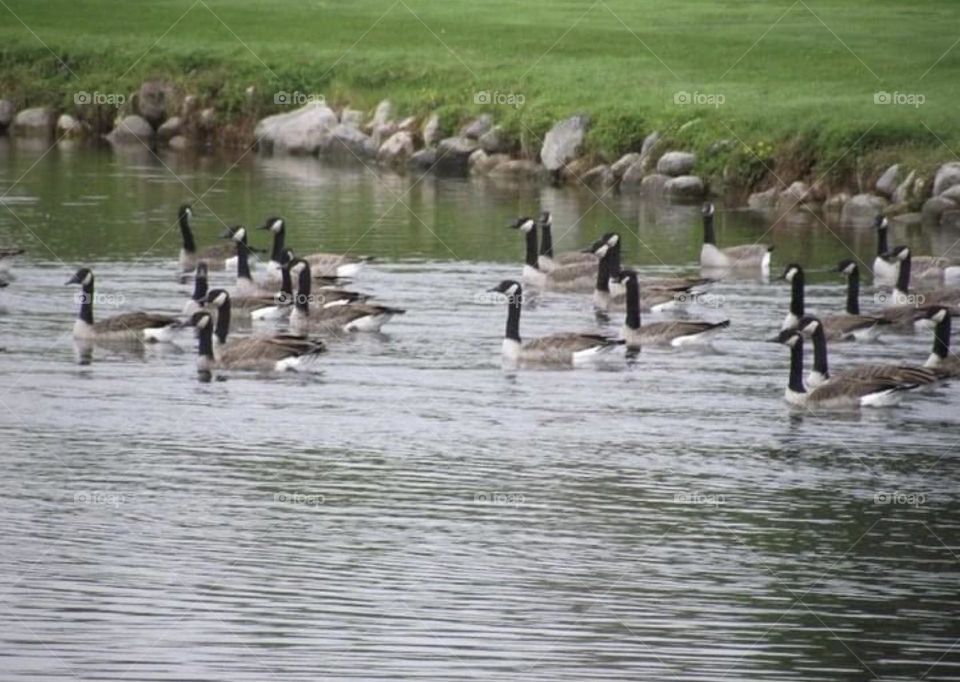 Geese on a pond