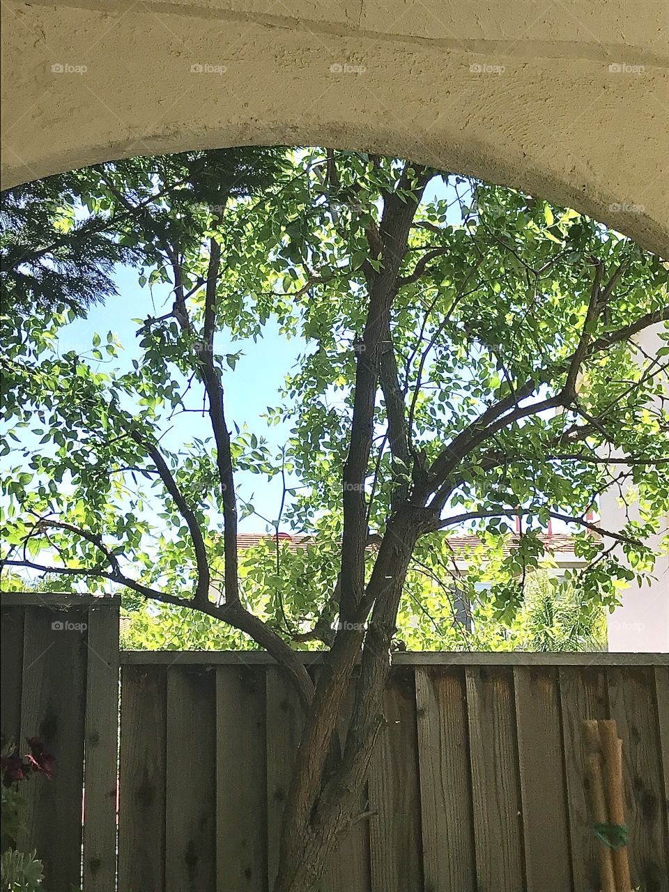 Jujube tree viewed through arch