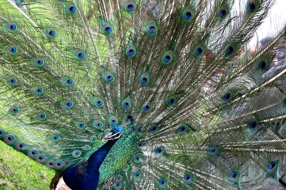 Peacock