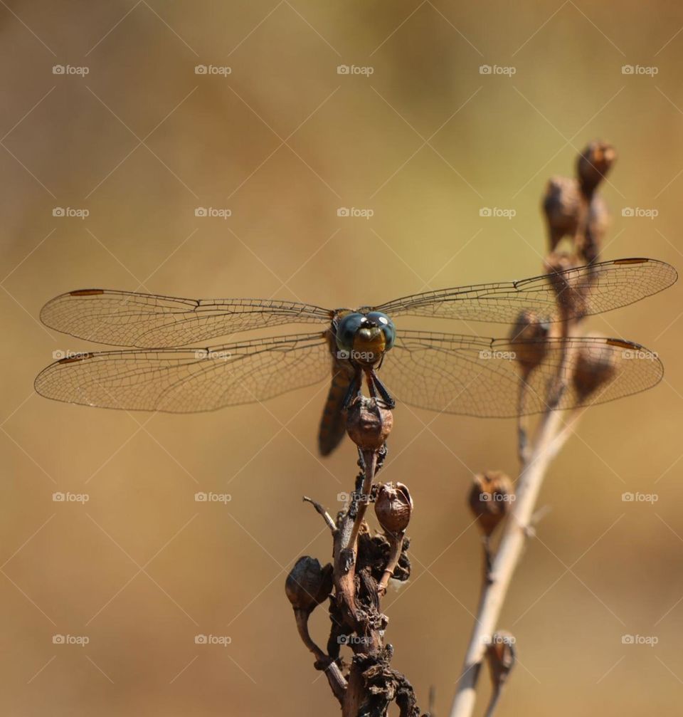 dragonfly