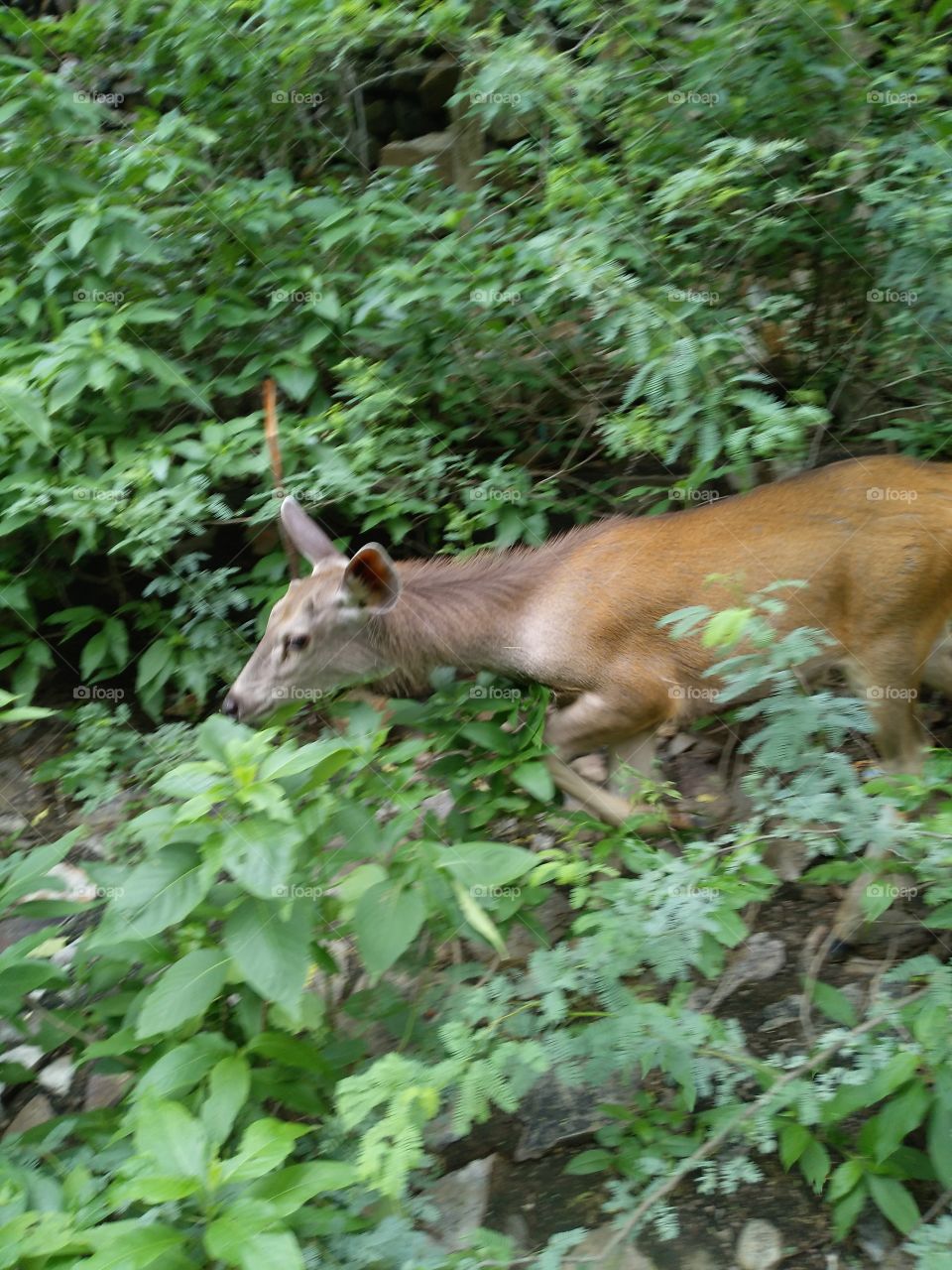 deer in jungle as saw .