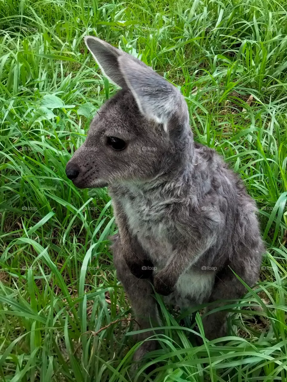 Kangaroo an Orphan Joey outside watching and listening to all the sights and sounds Photograph taken in Tooraweenah NSW Australia