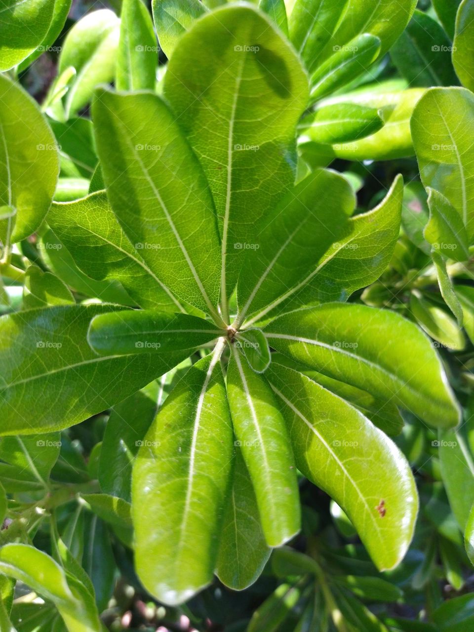 shining leaves