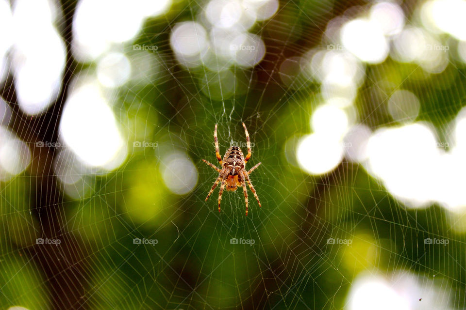 Spider in a web