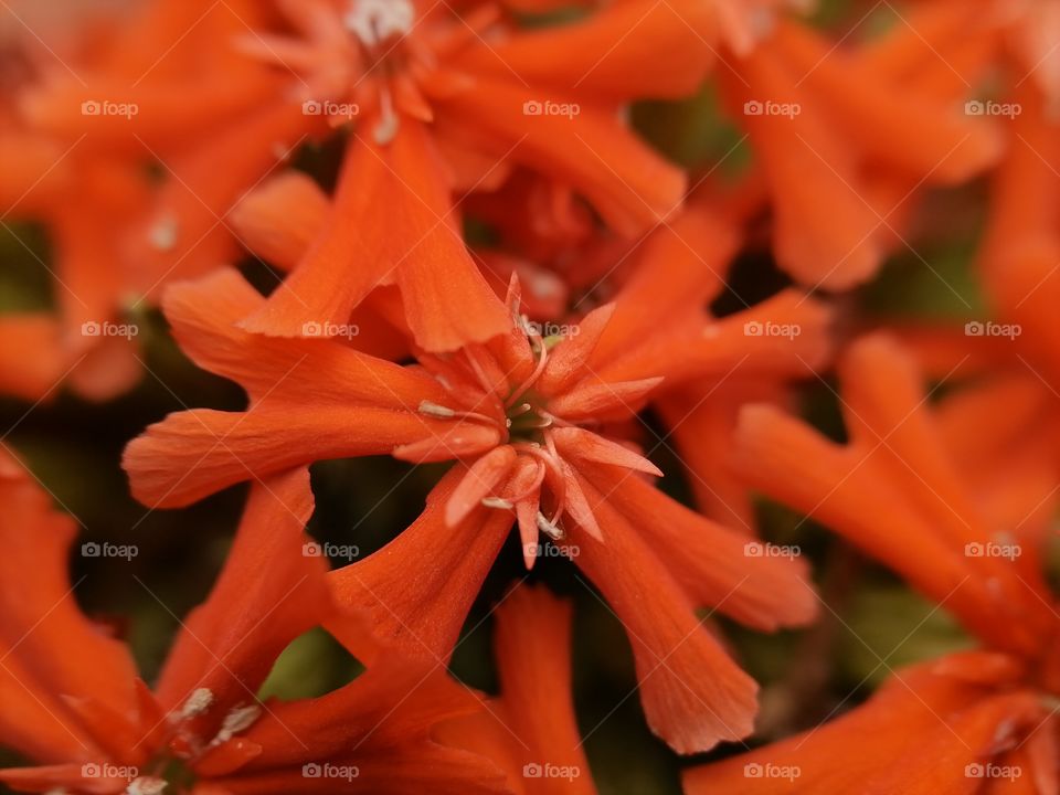 Red flower macro