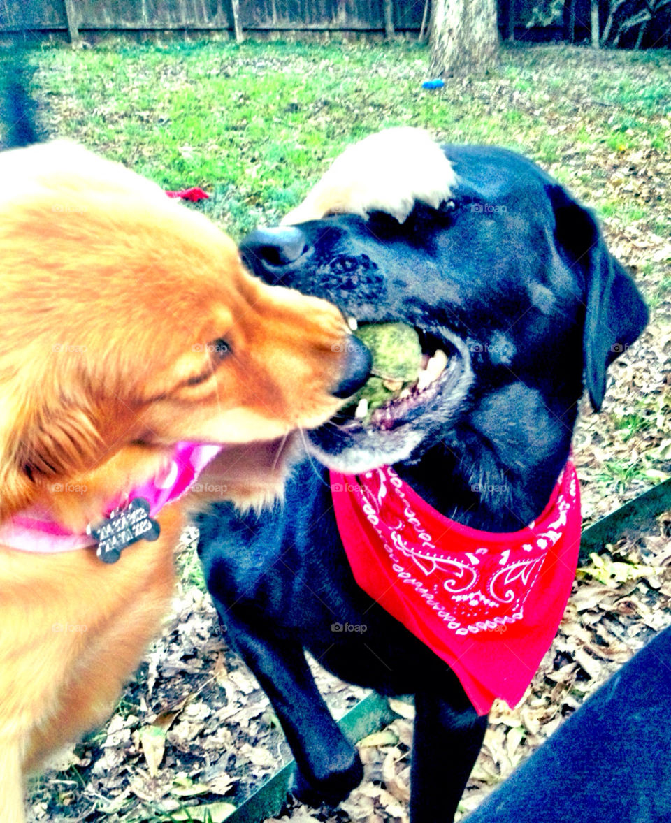 Dogs playing in backyard