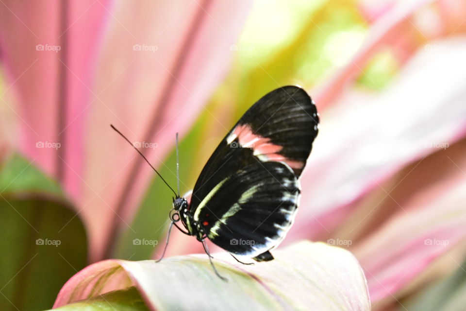 Butterfly conservatory Key West FL