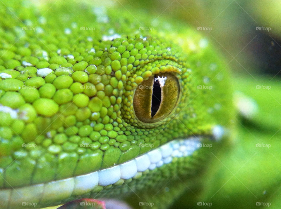 green macro face fresh by tomrobbarber