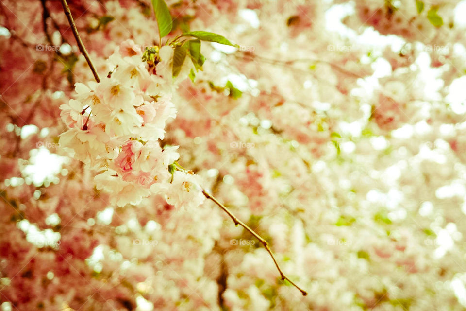 Cherry Blossoms