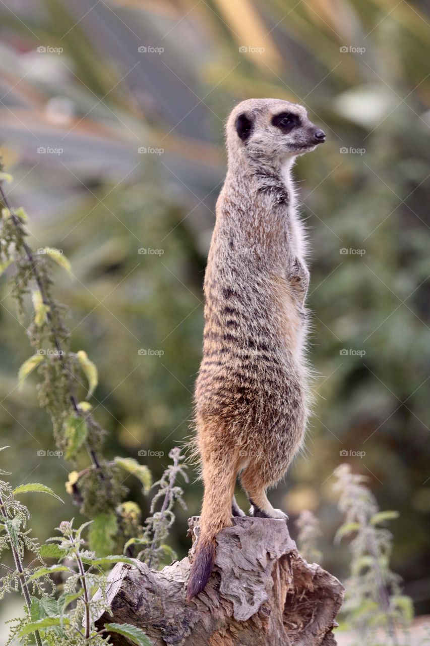 meerkat