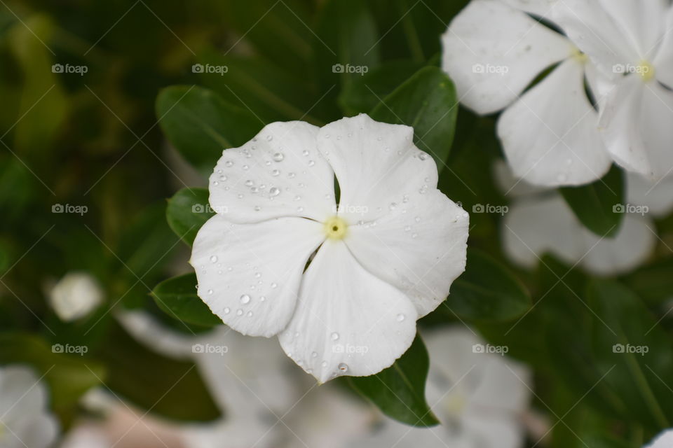 White flower in bloom