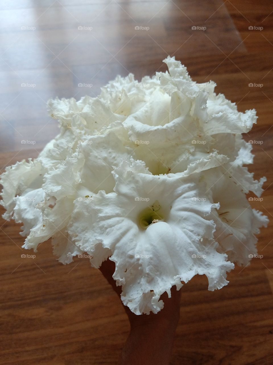 White Dolichandrone Serrulata Flowers