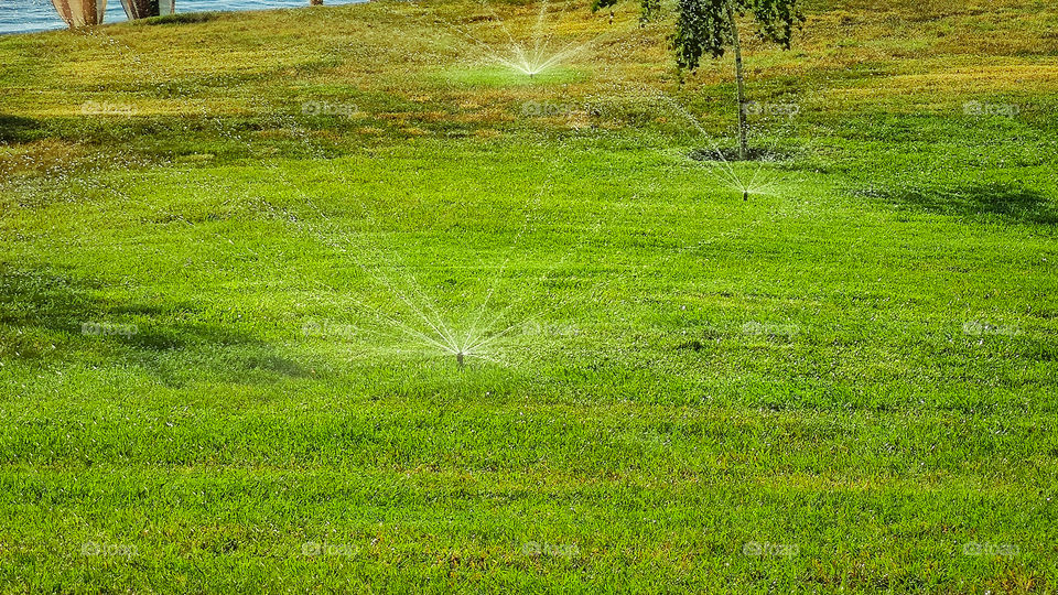 Automatic watering of the green lawn.